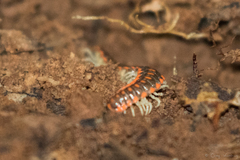 Auturus louisianus phanus