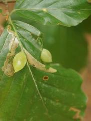 Stigmella hemargyrella