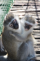 Chlorocebus aethiops