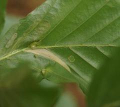 Stigmella hemargyrella