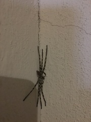 Eusparassus