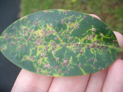 Chrysomphalus pinnulifer