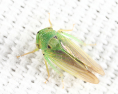Macropsis notata