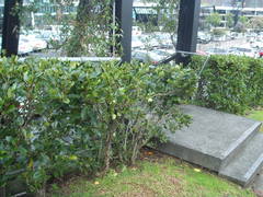 Chrysomphalus pinnulifer