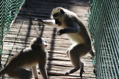 Chlorocebus aethiops