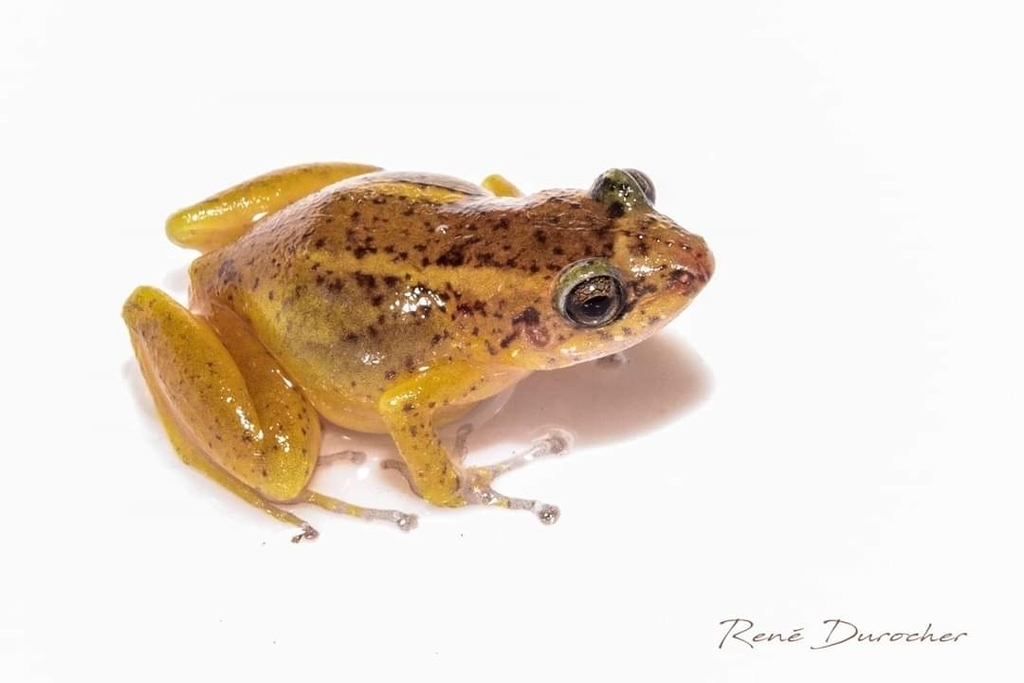 Baoruco Hammer Frog