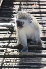 Chlorocebus aethiops