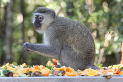 Chlorocebus aethiops