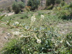 Aloysia gratissima