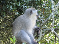 Chlorocebus aethiops