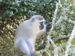 Chlorocebus aethiops