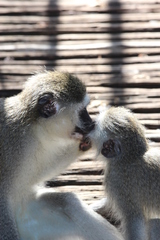 Chlorocebus aethiops