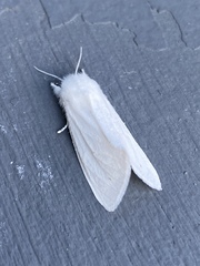Spilosoma virginica