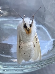 Spilosoma virginica