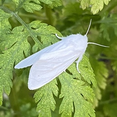 Spilosoma virginica
