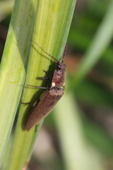 Ignelater havaniensis