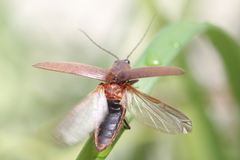 Ignelater havaniensis