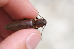 Ignelater havaniensis