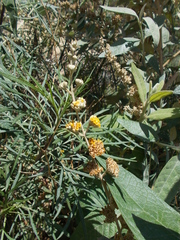 Buddleja tucumanensis