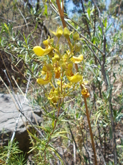 Calceolaria buchtieniana
