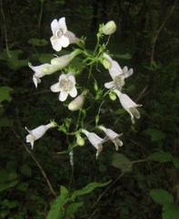 Penstemon laevigatus