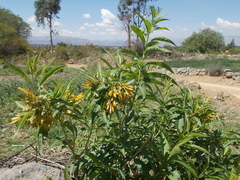 Cestrum parqui