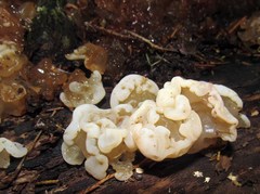 Sebacina sparassoidea