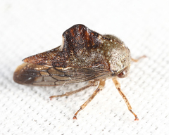 Telamona decorata