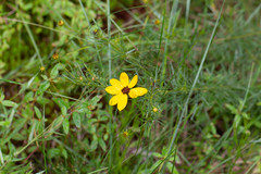 Coreopsis pulchra