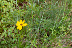 Coreopsis pulchra