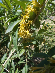 Cestrum parqui
