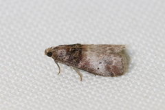 Acrobasis stigmella
