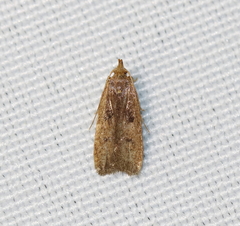 Glyphidocera democratica