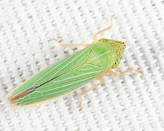 Draeculacephala noveboracensis