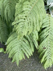 Matteuccia struthiopteris