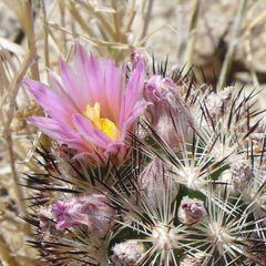 Escobaria alversonii