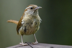 Thryothorus ludovicianus