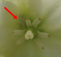 Tegeticula yuccasella