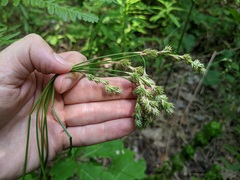 Carex argyrantha