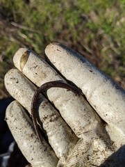 Batrachoseps attenuatus