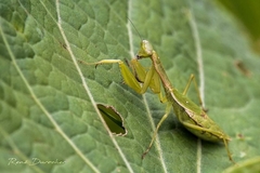 Callimantis antillarum