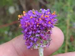 Dalea compacta