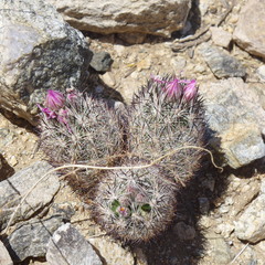 Escobaria alversonii