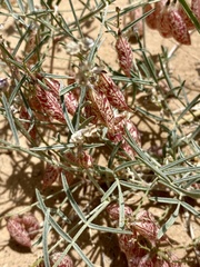 Astragalus ceramicus