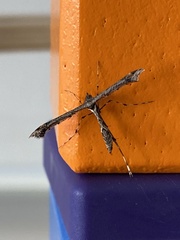 Anstenoptilia