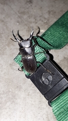 Dorcus rectus rectus