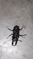 Dorcus rectus rectus