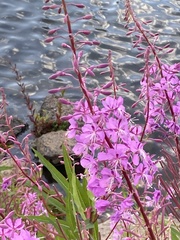 Chamaenerion angustifolium