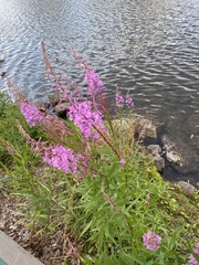 Chamaenerion angustifolium