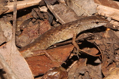 Saproscincus